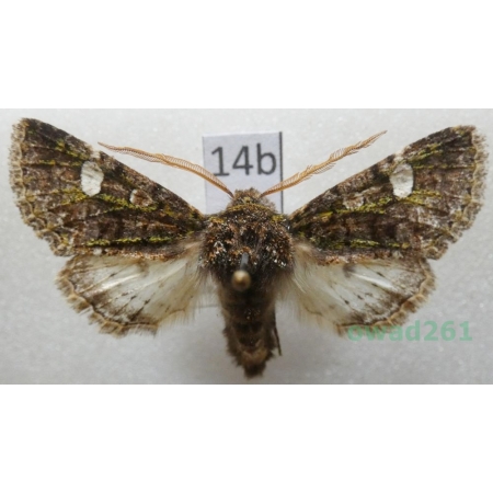 Valeria oleagina (Denis & Schiffermüller, 1775) Slovakia14b